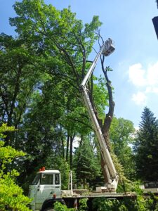usługi wycinki i pielęgnacji drzew w Rzeszowie Łańcut