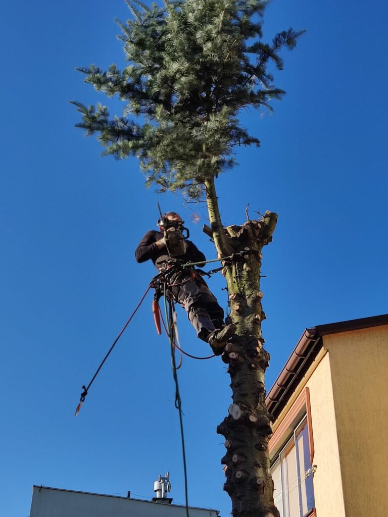 Wycinanie drzew alpinistyczne blisko domów