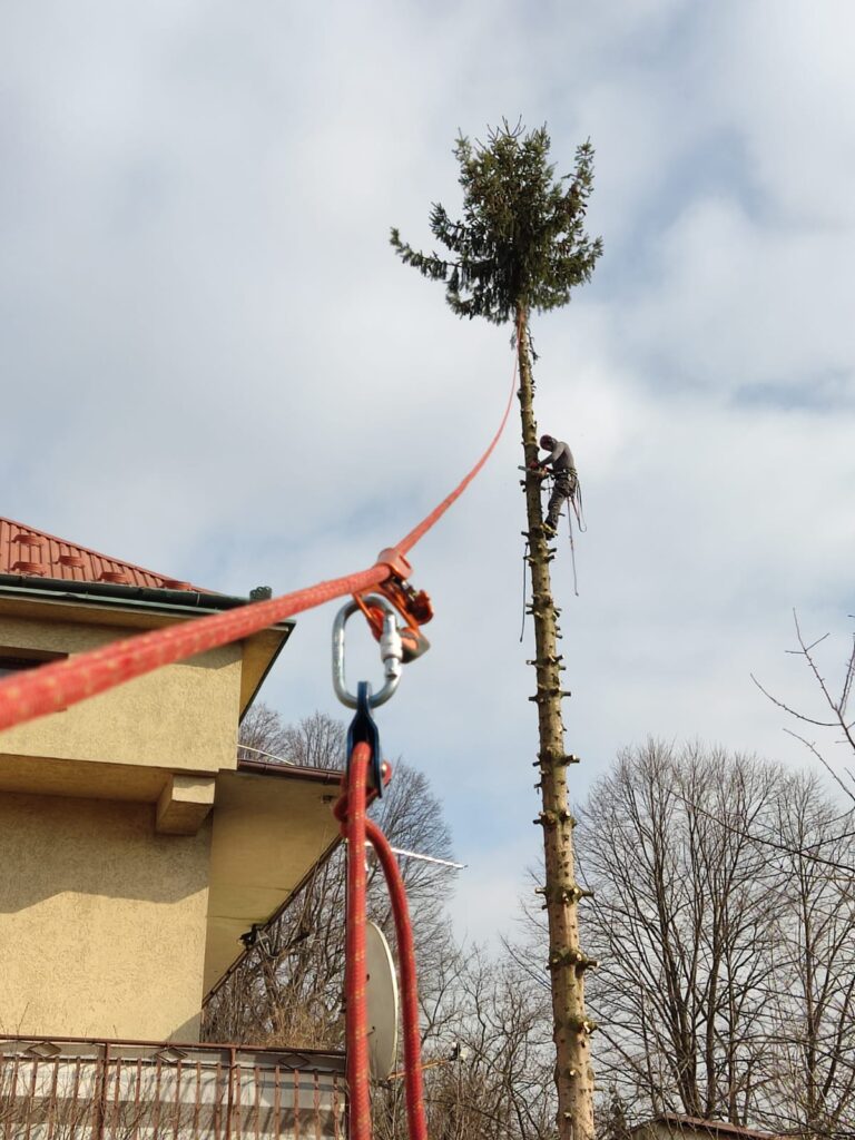 Arborysta wycina drzewo z użyciem lin w Rzeszowie.