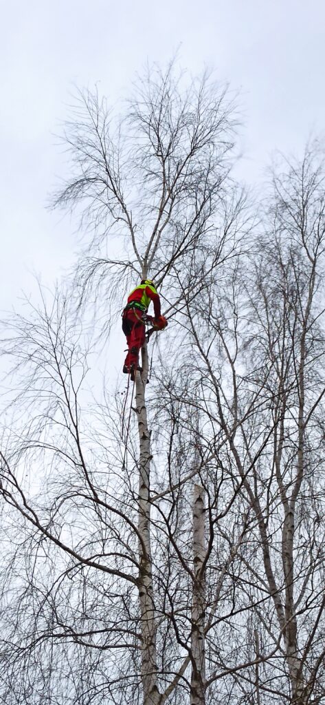 Arborysta wykonujący wycinanie i pielęgnację drzew w Rzeszowie, Łańcucie i Podkarpaciu